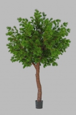 Pine - Naaldboom Giant 300cm (alleen op bestelling)